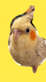 にこぱっち