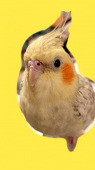にこぱっち