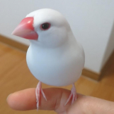ぴーとこ