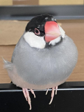 つくやま