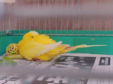 てぃす