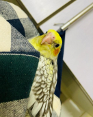 れす