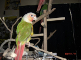 インコの虎の愛