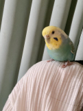 ぽぽっちゆりー