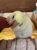 ちゅん助