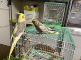 ひろりんちょ