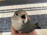 まむまま