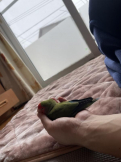 edamame_koza