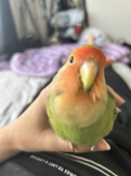 鳥大好ききぃちゃん