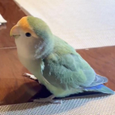 ありさ