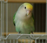 アンバー