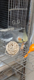 おかめのほっぺ