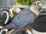 birdroommom