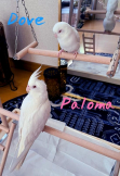 くくるく
