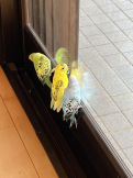むっちょん