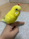 ベミ