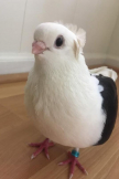 Hanachan
