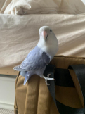 いそ豆
