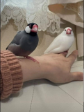 きーこ