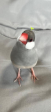 こまじろう