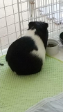 あゆたろう