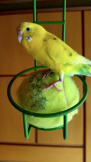 花あん