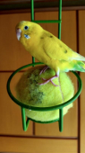 花あん