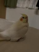 そうま