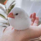 はなちゃん白文鳥