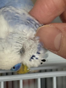 鳥クンクンの助