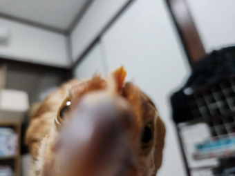 おやすみ