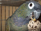 Luv_Parrots