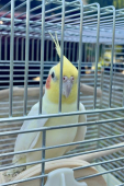 みーや