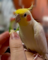 みーや
