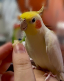 みーや