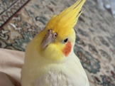 みーや
