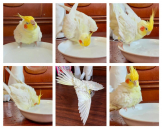 みーや