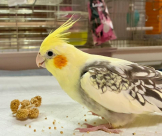 れー