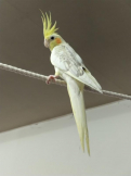 メサ