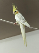 メサ