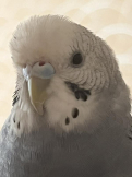 つるりっち