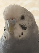 つるりっち