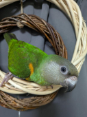 とりこのこのこ