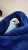 おじゃまんべ