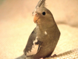 だいちゃん♂