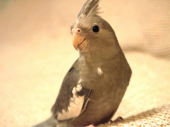 だいちゃん♂