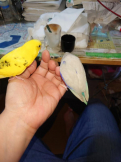 鳥吉