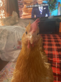 はなやよ
