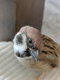 懺悔