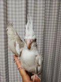 どりあん